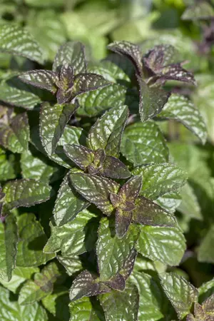 Mentha spicata - P9 - image 4