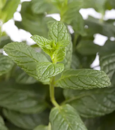 Mentha spicata - 2 Ltr pot - image 1