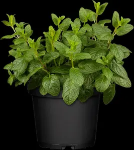 Mentha spicata