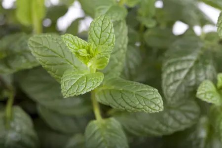 Mentha spicata - 2 Ltr pot - image 2