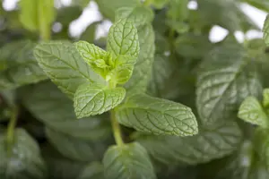 Mentha spicata - 2 Ltr pot - image 2