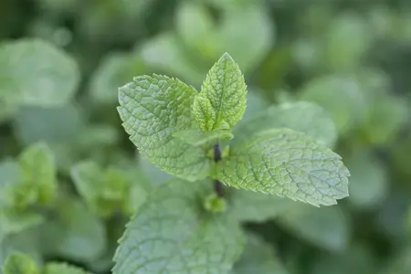 Mentha spicata - 2 Ltr pot - image 4