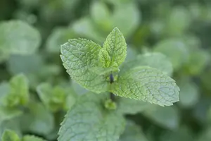 Mentha spicata - 2 Ltr pot - image 4