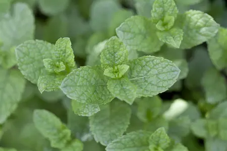Mentha spicata - 2 Ltr pot - image 5