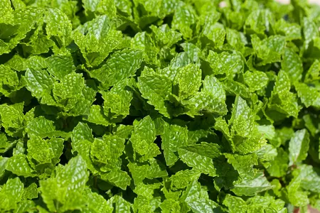 Mentha spicata 'Maroccan' - P9 - image 1