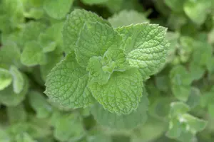 Mentha spicata 'Maroccan' - P9 - image 2