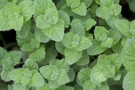 Mentha spicata 'Maroccan' - P9 - image 3