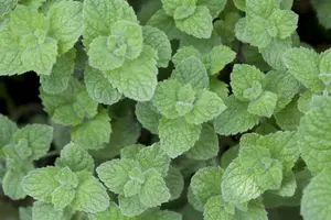 Mentha spicata 'Maroccan' - P9 - image 3