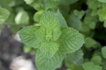 Mentha spicata 'Maroccan' - P9 - image 4
