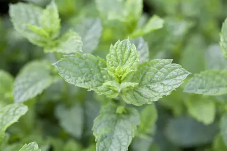Mentha spicata 'Maroccan' - P9 - image 5