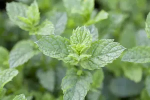 Mentha spicata 'Maroccan' - P9 - image 5