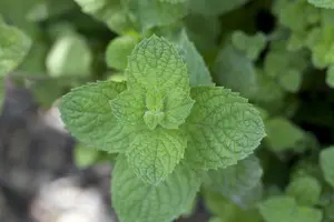 Mentha spicata 'Maroccan' - PLUG/CELGROWN 100 CEL TRAY - image 4