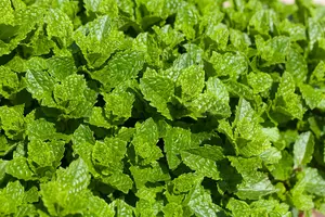 Mentha spicata 'Maroccan' - P11 - image 5