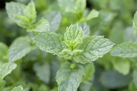 Mentha spicata 'Maroccan' - P11 - image 5