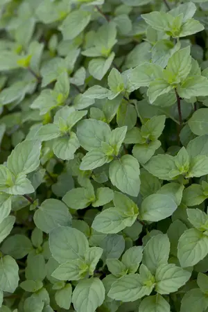 Mentha suaveolens - 2 Ltr pot - image 1