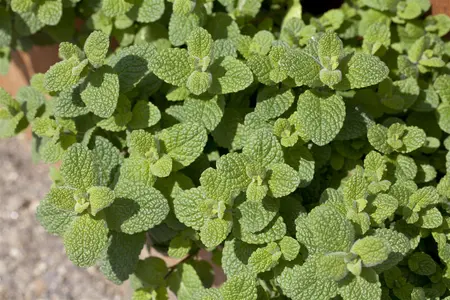 Mentha suaveolens - 2 Ltr pot - image 2