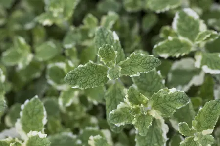 Mentha suaveolens - 2 Ltr pot - image 3