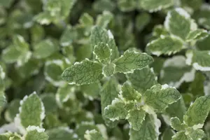 Mentha suaveolens - 2 Ltr pot - image 3