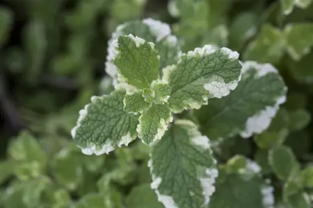 Mentha suaveolens - 2 Ltr pot - image 4