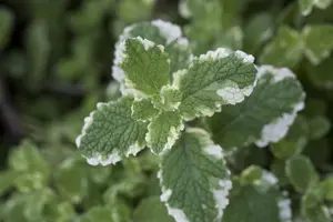 Mentha suaveolens - 2 Ltr pot - image 4