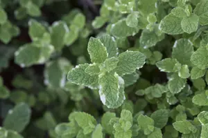 Mentha suaveolens - 2 Ltr pot - image 5
