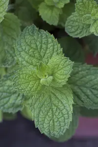Mentha suaveolens 'Apple Mint' - P11 - image 5