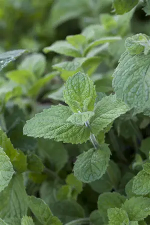 Mentha suaveolens 'Apple Mint' - P11 - image 2
