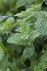 Mentha suaveolens 'Apple Mint' - P11 - image 2