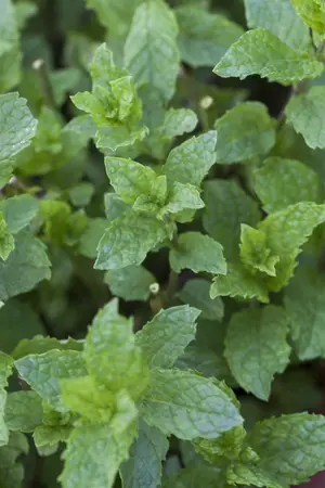 Mentha suaveolens 'Apple Mint' - P11 - image 5