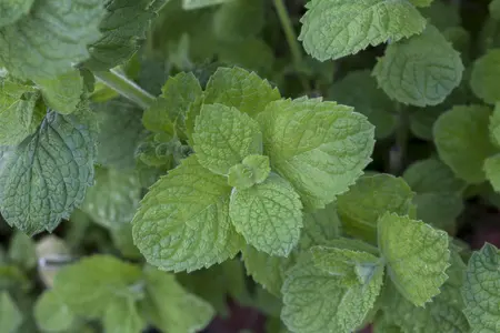 Mentha suaveolens 'Apple Mint' - P11 - image 3
