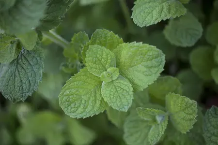 Mentha suaveolens 'Apple Mint' - P11 - image 4