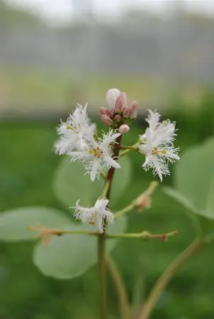Menyanthes trifoliata - P9 - image 1