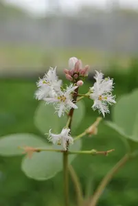 Menyanthes trifoliata