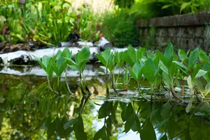 Menyanthes trifoliata - P9 - image 2