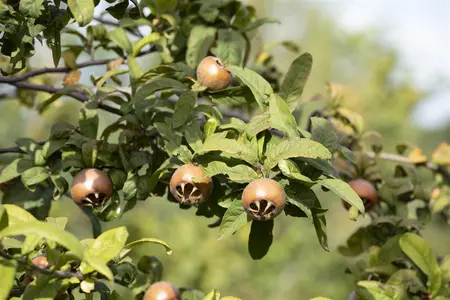 Mespilus germ. 'Holl?ndische Grossfr?chtige' - STD 8-10 CM CONT    