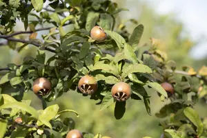 Mespilus germ. 'Holl?ndische Grossfr?chtige'