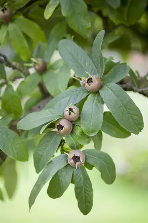 Mespilus germanica - SOLITAIR 250-300 CM C90 - image 2