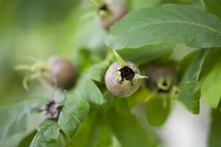 Mespilus germanica - SOLITAIR 175-200 CM C25 - image 1