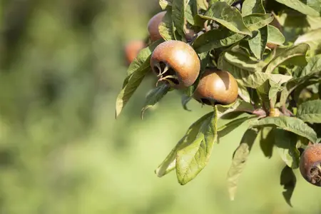 Mespilus germanica - SOLITAIR 200-250 CM C30 - image 5