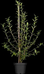 Mespilus germanica
