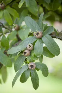 Mespilus germanica 'Boom en Vrucht' - 20-30 CM C2 WHIP - image 3
