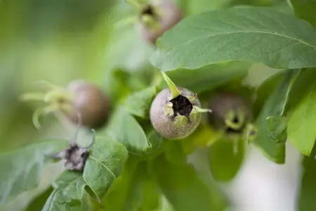 Mespilus germanica 'Boom en Vrucht' - 20-30 CM C2 WHIP - image 2