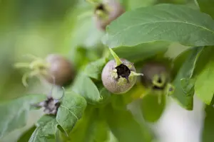 Mespilus germanica 'Boom en Vrucht' - 20-30 CM C2 WHIP - image 2