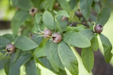 Mespilus germanica 'Boom en Vrucht' - 20-30 CM C2 WHIP - image 4