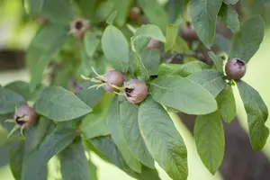 Mespilus germanica 'Boom en Vrucht' - 20-30 CM C2 WHIP - image 4