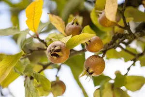 Mespilus germanica 'Boom en Vrucht' - 20-30 CM C2 WHIP - image 5