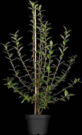 Mespilus germanica 'Boom en Vrucht' - 20-30 CM C2 WHIP - image 1