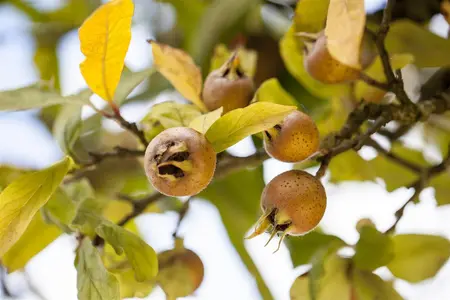 Mespilus germanica 'Nottingham' - 175-200 CM C10