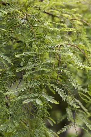 Metasequoia gl. 'Daweswood Tawny Fleece' - 175-200 CM C50 - image 4