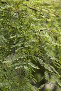 Metasequoia gl. 'Daweswood Tawny Fleece' - 175-200 CM C50 - image 4